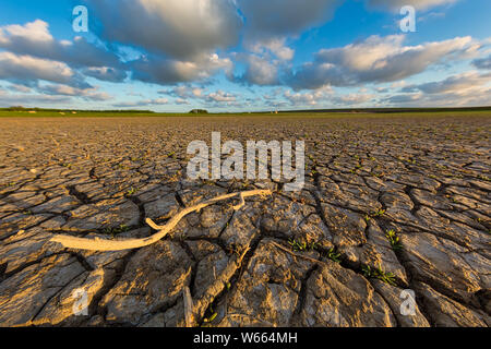 La vegetación crece sobre la tierra seca y agrietada en acude Cocorobó bajo  nivel debido a la sequía Fotografía de stock - Alamy