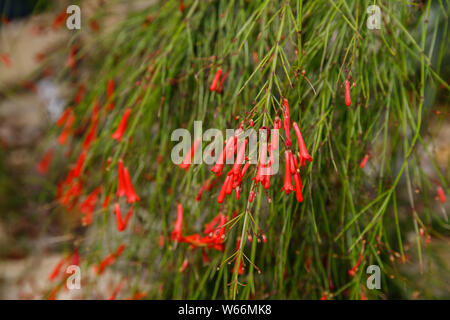 Cerrar la pequeña flor roja de decumbent russelia equisetiformis flor, también conocida como planta fountainbush, petardos, arrecifes de coral, la planta de Trevi, cor