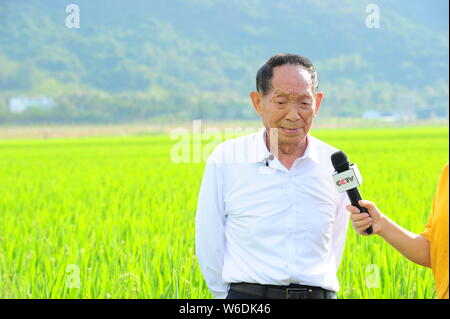 Y educador científico agrícola chino Yuan Longping, conocido por desarrollar las primeras variedades de arroz híbrido en los años 1970, es entrevistado por un jour