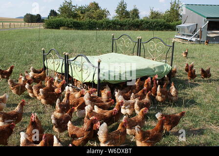 El intervalo libre de pollos se reúnen en su cama doble