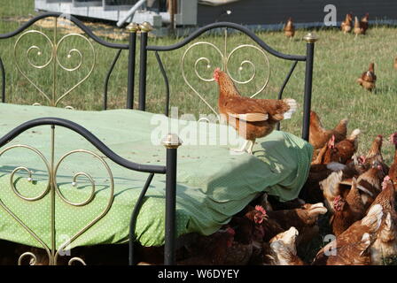 Los pollos se reúnen en su cama Foto de stock