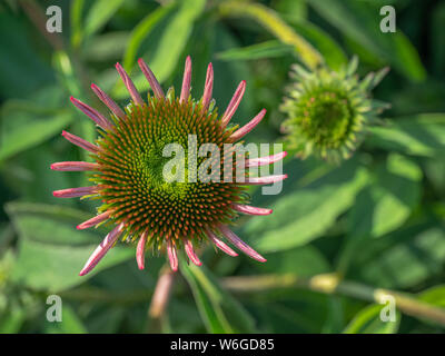 Cerrar mirando una coneflower (Equinácea) flor comienza a abrirse, con suaves- y otro foco deja florecer la apertura en el fondo