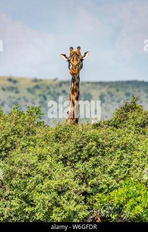 Masai Giraffe (Giraffa camelopardalis tippelskirchii) se pone sobre los arbustos en la sabana, Parque Nacional Serengeti; Tanzania Foto de stock