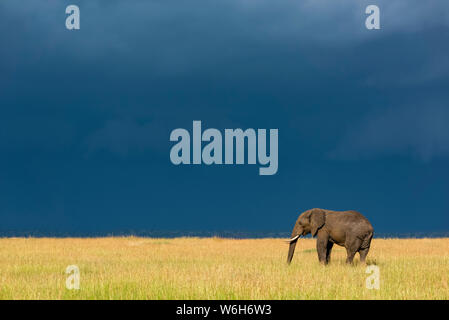 Bush elefante africano (Loxodonta africana) se encuentra en la hierba debajo de las nubes oscuras, Parque Nacional del Serengeti, Tanzania