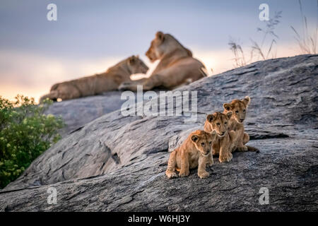 Tres cachorros de león (Panthera leo) sentada sobre una roca mirando con dos leonas en el fondo al atardecer, el Serengueti, Tanzania