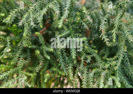 Araucaria heterophylla, a veces es llamado la estrella de pino, el pino de Norfolk, triangular o árbol de la vida árbol de Navidad. Pino Araucaria para i Foto de stock