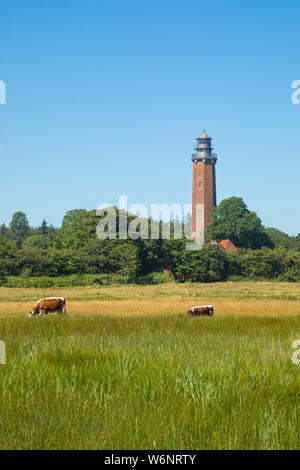 Neuland faro Behrensdorf, Hohwacht Bay, costa del Mar Báltico, Alemania. Ganado en Prado en primer plano Foto de stock