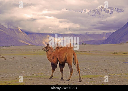 Camello Bactrian, Valle de Nubra, Hundar, Ladakh, India Foto de stock