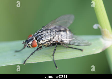Carne mosca de la familia Sarcophagidae Foto de stock