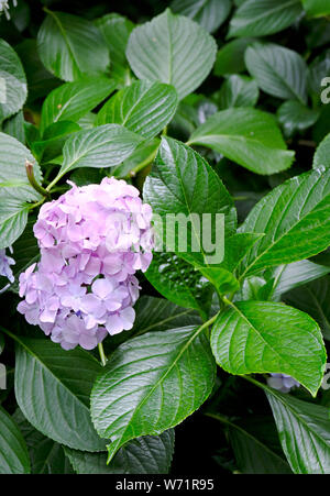 La flor de una Hydrangea que crece en un jardín de verano. Arbusto  decorativo Viburnum con flores blancas - árbol de bolas de nieve en el  jardín . Primer plano de hidran