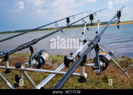 Cañas de pescar carpas Foto de stock