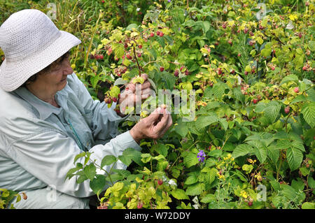 Mujer Mayor recogiendo frambuesas en el jardín Foto de stock