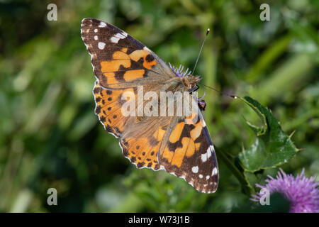 Painted Lady Butterfly, (Vanessa cardui). Este Tullos quemar, Torry, Aberdeen Foto de stock