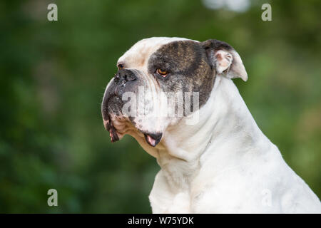 Retrato Cão Buldogue Americano Assustado Olhando Para Lado Sendo  Aterrorizado fotos, imagens de © feedough #612747954