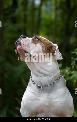 Retrato Cão Buldogue Americano Assustado Olhando Para Lado Sendo  Aterrorizado fotos, imagens de © feedough #612747954