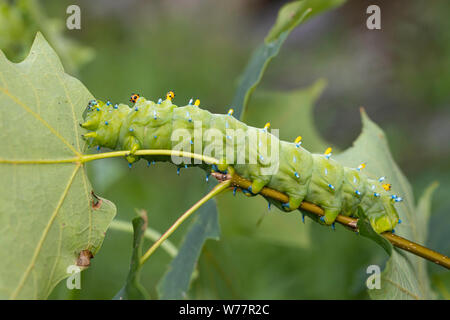 Caterpillar - Hyalophora cecropia polilla cecropia Foto de stock