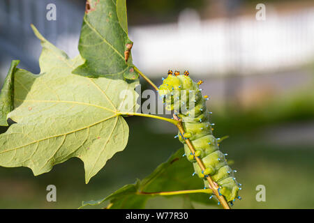 Caterpillar - Hyalophora cecropia polilla cecropia Foto de stock