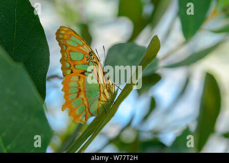 Exóticas mariposas tropicales Malaquita Siproeta stelenes o sentado en la hoja en la selva amazónica Foto de stock