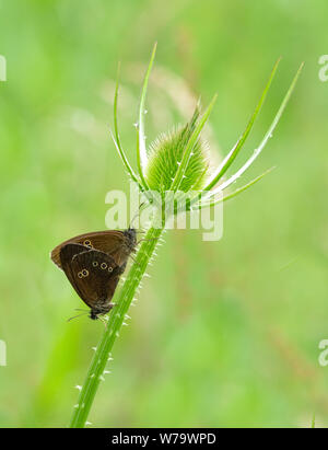 Par de apareamiento de mariposas ringlet Aphantopus hyperantus sobre teasel en Fermyn Woods en Northamptonshire UK Foto de stock