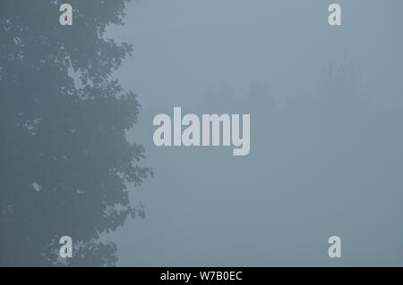 Los árboles en la niebla. Un clima variable. Swit pradera. Mañana con el rocío Foto de stock