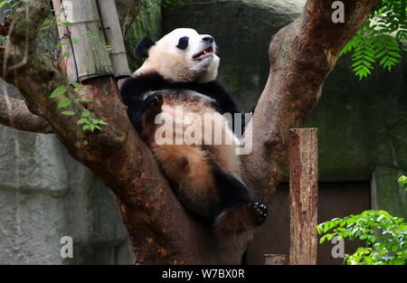 Un panda gigante duerme en un árbol en la base de investigación Chengdu de cría de pandas gigantes en la ciudad de Chengdu, en el suroeste de la provincia china de Sichuan, el 16 de octubre de 20 Foto de stock