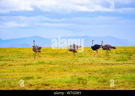 Una bandada de avestruces salvajes (Struthio camelus). Este grupo se compone de hembras y un macho. El avestruz, un ave no voladora, es el más grande del mundo y ta Foto de stock