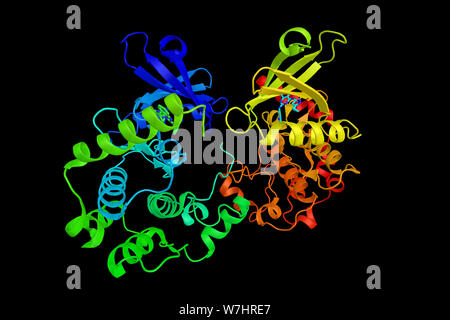 La serina/treonina quinasa MST4, una proteína que se localiza en el aparato de Golgi y se activa específicamente enlazando con la matriz de Golgi pr Foto de stock