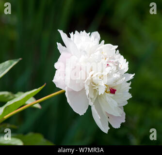 Paeonia lactiflora 'Border joya' Foto de stock
