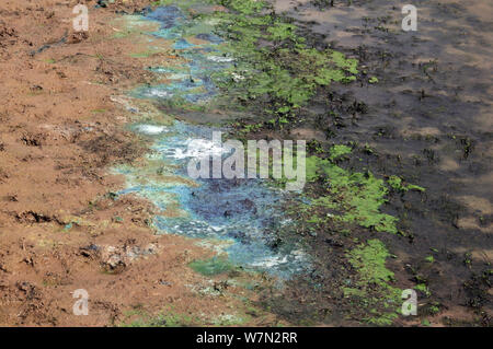 Alga azul-verde (Oscillatoria) en los márgenes de un hervidor de agua hole pond, Herefordshire, Inglaterra, Reino Unido, junio Foto de stock