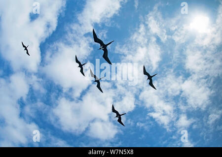 Magnífico frigatebirds (Fregata magnificens) volando en formación en contra de esponjosas nubes blancas. Espanola Isla Galápagos, Ecuador, Junio. Foto de stock