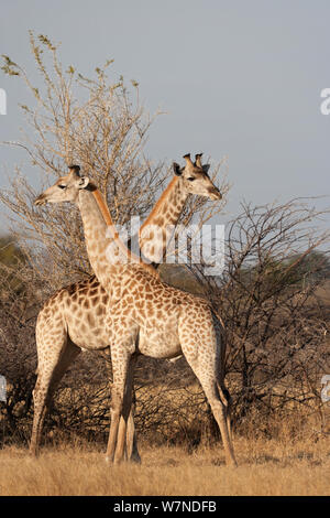 Dos jóvenes varones jirafas (Giraffa camelopardalis) de pie en direcciones opuestas. Mombo, Moremi Game Reserve, Jefe de la isla, el delta del Okavango, Botswana.