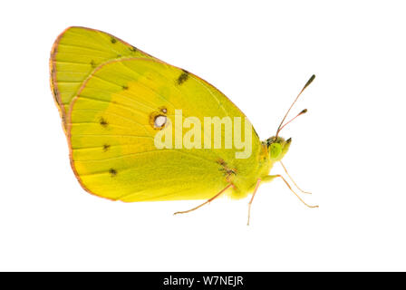 Azufre naranja Butterfly (Colias eurytheme) Quebrada del Río San Joaquín, California, mayo Auberry meetyourneighbors.net project
