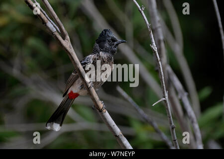 Rojo ventila bulbul (Pycnonotus cafer) India, marzo Foto de stock