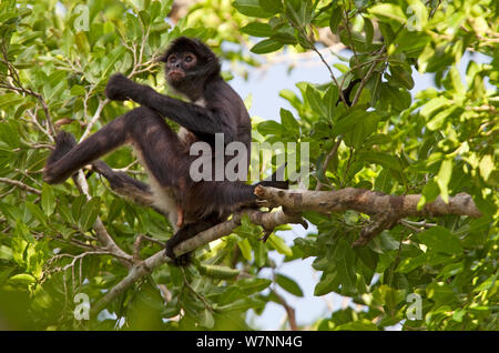 Centroamérica mono araña (Ateles geoffroyi) en árbol, Punta Laguna, Otoch Ma'ax Yetel Kooh Reserva, Península de Yucatán, México, Octubre. Especies en peligro de extinción. Foto de stock