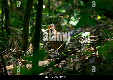 Rufo tierra ventilada (Cuco Neomorphus geoffroyi). El Parque Nacional Soberanía, Panamá.