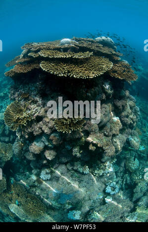 Tabla de corales (Acropora sp) Isla de Karan, Arabia Saudita, el Golfo Arábigo. Foto de stock