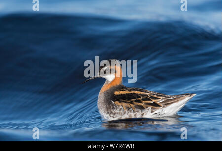 Rojo-necked Phalarope (Phalaropus lobatus) femeninos, Finlandia, mayo Rojo-necked Phalarope (Phalaropus lobatus) femeninos, Finlandia, mayo