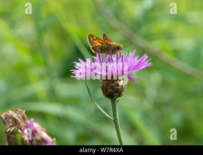 Plata-spotted Skipper (Hesperia comma) mariposa masculino alimentándose de cardo, Finlandia, Julio Foto de stock