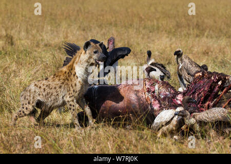 Hiena manchada (Crocuta crocuta) alimentando el cadáver rodeado de blanco-respaldado los buitres (Gyps Africanus) y cigüeñas marabú (Leptoptilos crumeniferus) Masai-Mara Game Reserve, Kenya