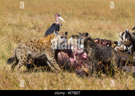 Hiena manchada (Crocuta crocuta) alimentando el cadáver rodeado de blanco-respaldado los buitres (Gyps Africanus) y cigüeñas marabú (Leptoptilos crumeniferus) Masai-Mara Game Reserve, Kenya