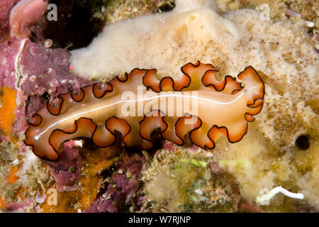 Flatworm (Raja Ampat Maiazoon orsaki), Irian Jaya, Indonesia, Papua Occidental, Océano Pacífico Foto de stock