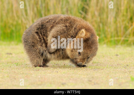 Wombat común (Vombatus ursinus) adulto rascarse, Tasmania. Foto de stock