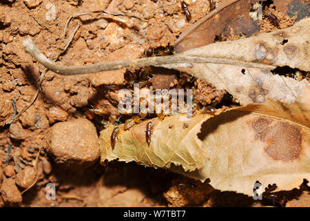 Las termitas (Isoptera) empezando a construir un montículo usando las hojas muertas como 'scaffolding', la Reserva Forestal de Budongo, Uganda. Foto de stock