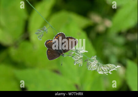 Norte de Brown Argus butterfly (Aricia artajerjes) femeninos, Finlandia oriental, Julio. Foto de stock