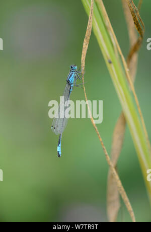 Azul común (damselfly Enallagma cyathigera), Devon, Inglaterra, Reino Unido, Julio. Foto de stock