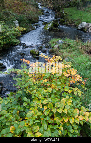 Knotweed japonés (Fallopia japonica) crecer junto a arroyo en el Parque Nacional de Snowdonia, Gales, Reino Unido, Octubre.