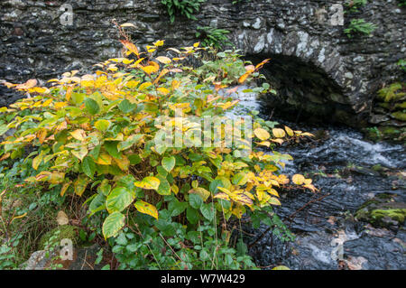 Knotweed japonés (Fallopia japonica) crecer junto a arroyo en el Parque Nacional de Snowdonia, Gales, Reino Unido, Octubre.