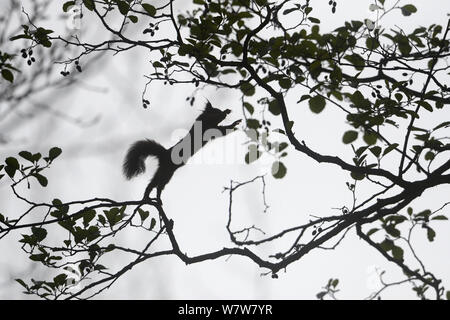 Ardilla roja (Sciurus vulgaris), llegando a sucursales silhouette, Vosges, Francia, Mayo.