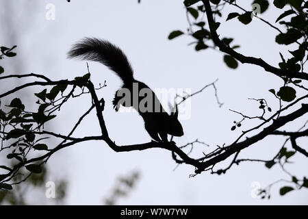Ardilla roja (Sciurus vulgaris) que se ejecuta en la rama silueta, Vosges, Francia, Mayo.