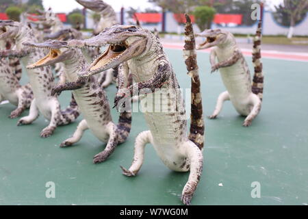 Productos de cocodrilo cocodrilos siameses aparecen en la estación de la  policía fronteriza en la ciudad de Fangchenggang, sur de China de Guangxi  Zhuang Autonomou Fotografía de stock - Alamy